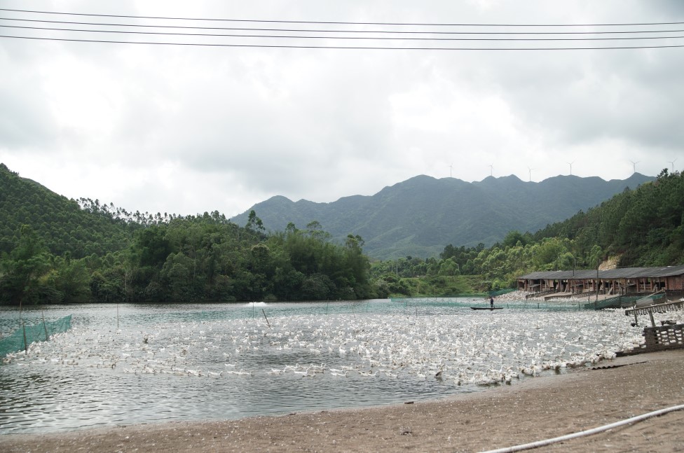 紅寶山泉水蛋鴨養(yǎng)殖基地}